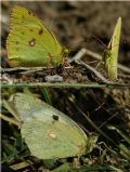 Colias sp.